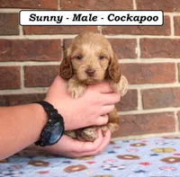 Sunny, a male Cockapoo for sale in Clarkrange, TN – Photo 2 of 8