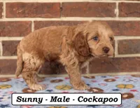 Sunny, a male Cockapoo for sale in Clarkrange, TN – Photo 4 of 8