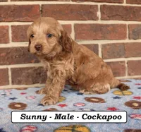 Sunny, a male Cockapoo for sale in Clarkrange, TN – Photo 6 of 8