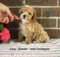 Lacy, a female Cockapoo for sale in Clarkrange, TN – 3 of 6
