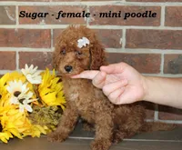 Sugar, a female Poodle - Toy  for sale in Clarkrange, TN – 2 of 6