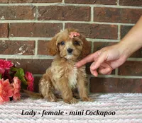 Lady, a female Cockapoo for sale in Clarkrange, TN – 4 of 6