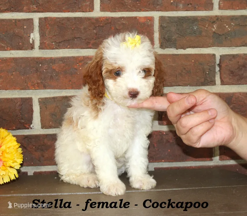 Stella – Cockapoo puppy for sale in Clarkrange, TN