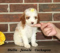 Stella, a female Cockapoo for sale in Clarkrange, TN – 1 of 6