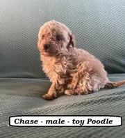 Chase, a male Poodle - Toy  for sale in Clarkrange, TN – Photo 5 of 7