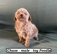Chase, a male Poodle - Toy  for sale in Clarkrange, TN – Photo 3 of 7