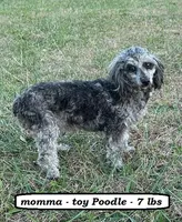 Chase, a male Poodle - Toy  for sale in Clarkrange, TN – Photo 7 of 7