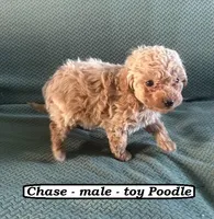 Chase, a male Poodle - Toy  for sale in Clarkrange, TN – Photo 4 of 7