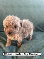 Chase, a male Poodle - Toy  for sale in Clarkrange, TN – Photo 1 of 7