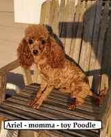 Sparky, a male Poodle - Toy  for sale in Clarkrange, TN – 5 of 6