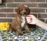 Gigi, a female Cavapoo for sale in Clarkrange, TN – 3 of 6