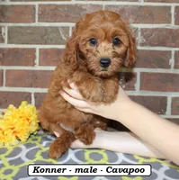 Konner, a male Cavapoo for sale in Clarkrange, TN – 2 of 6