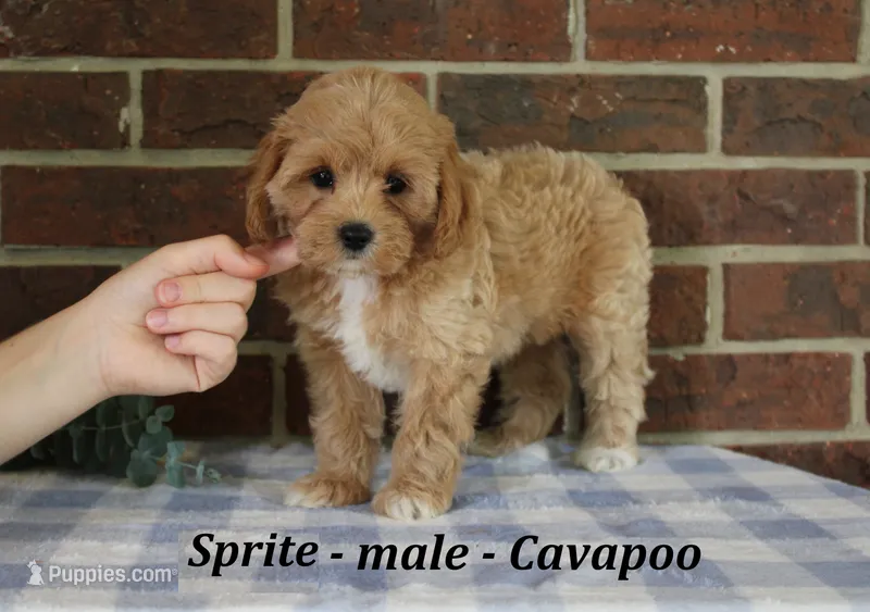 Sprite – Cavapoo puppy for sale in Clarkrange, TN