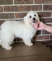 Sierra, a female Shihpoo for sale in Clarkrange, TN – 2 of 8