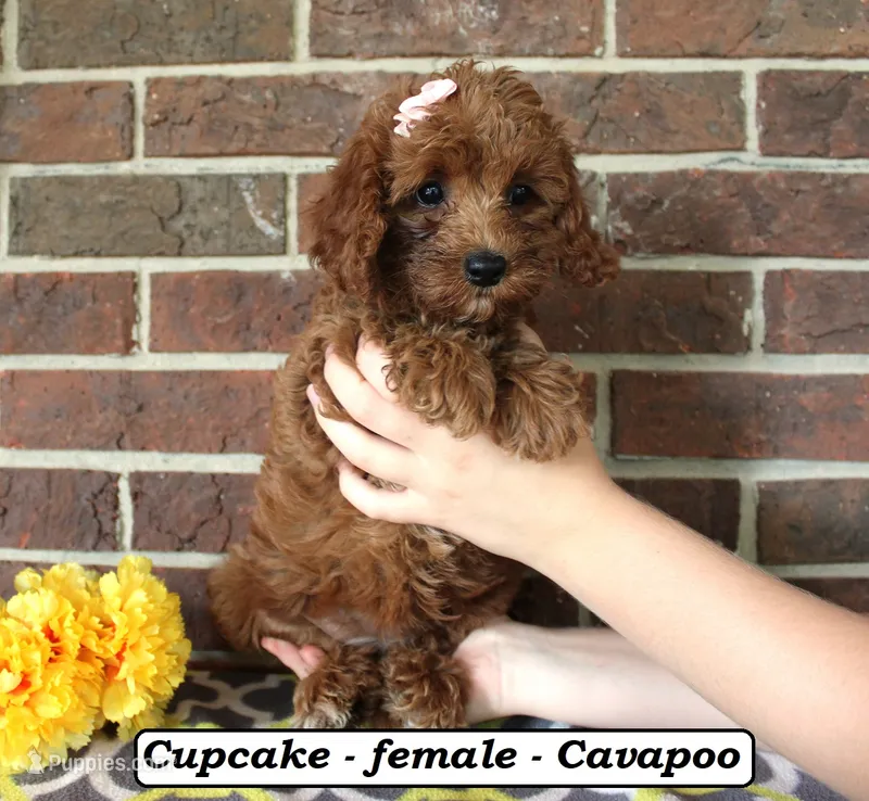 Cupcake – Cavapoo puppy for sale in Clarkrange, TN