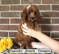 Cupcake, a female Cavapoo for sale in Clarkrange, TN – 1 of 6
