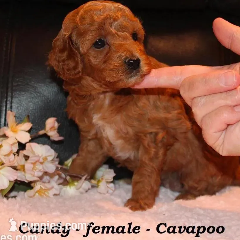 Candy, a female Cavapoo for sale in Clarkrange, TN – Photo 4 of 6