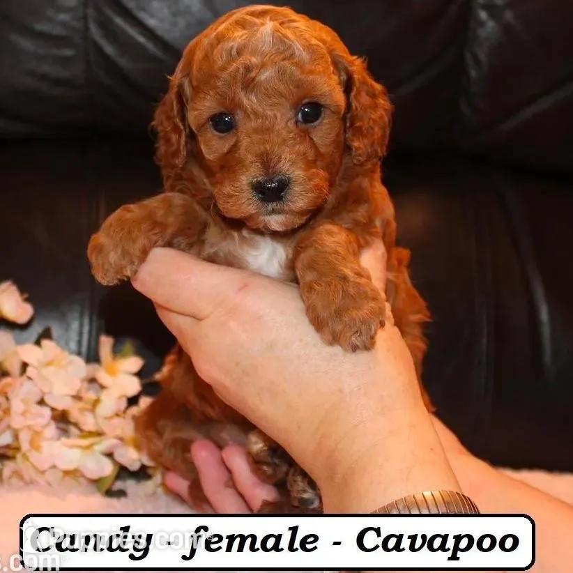 Candy, a female Cavapoo for sale in Clarkrange, TN – Photo 2 of 6