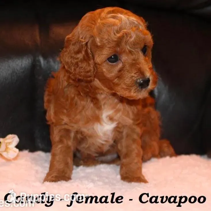 Candy, a female Cavapoo for sale in Clarkrange, TN – Photo 3 of 6