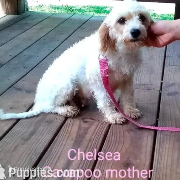 Candy, a female Cavapoo for sale in Clarkrange, TN – Photo 5 of 6