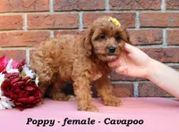 Poppy, a female Cavapoo for sale in Clarkrange, TN – 3 of 6