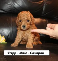 Tripp, a male Cavapoo for sale in Clarkrange, TN – 2 of 3