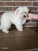 Sierra, a female Shihpoo for sale in Clarkrange, TN – 3 of 8