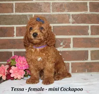 Tessa, a female Cockapoo for sale in Clarkrange, TN – 2 of 6