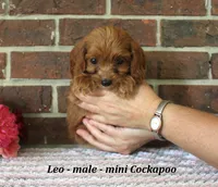 Leo, a male Cockapoo for sale in Clarkrange, TN – 3 of 6