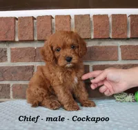 Chief, a male Cockapoo for sale in Clarkrange, TN – Photo 4 of 7