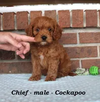 Chief, a male Cockapoo for sale in Clarkrange, TN – Photo 3 of 7