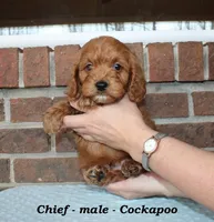 Chief, a male Cockapoo for sale in Clarkrange, TN – Photo 5 of 7