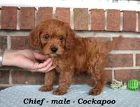 Chief, a male Cockapoo for sale in Clarkrange, TN – Photo 1 of 7