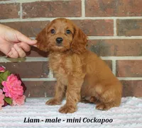 Liam, a male Cockapoo for sale in Clarkrange, TN – 3 of 6
