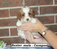 Buster, a male Cavalier King Charles Spaniel and Poodle - Toy  for sale in Clarkrange, TN – 1 of 6