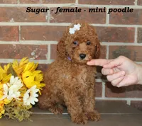 Sugar, a female Poodle - Toy  for sale in Clarkrange, TN – 3 of 6