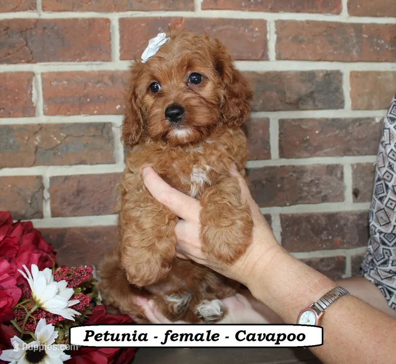 Petunia – Cavapoo puppy for sale in Clarkrange, TN