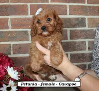Petunia, a female Cavapoo for sale in Clarkrange, TN – 1 of 7
