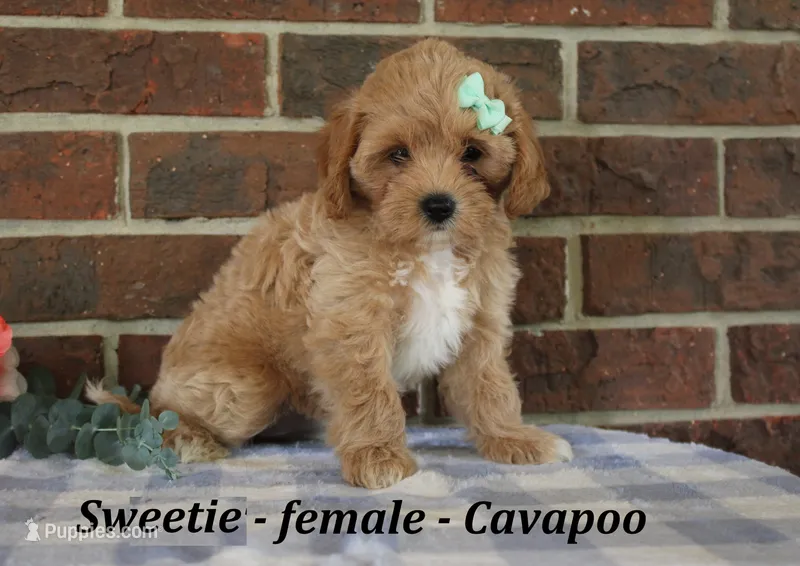 Sweetie – Cavapoo puppy for sale in Clarkrange, TN