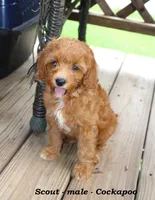 Scout , a male Cockapoo for sale in Clarkrange, TN – 5 of 8