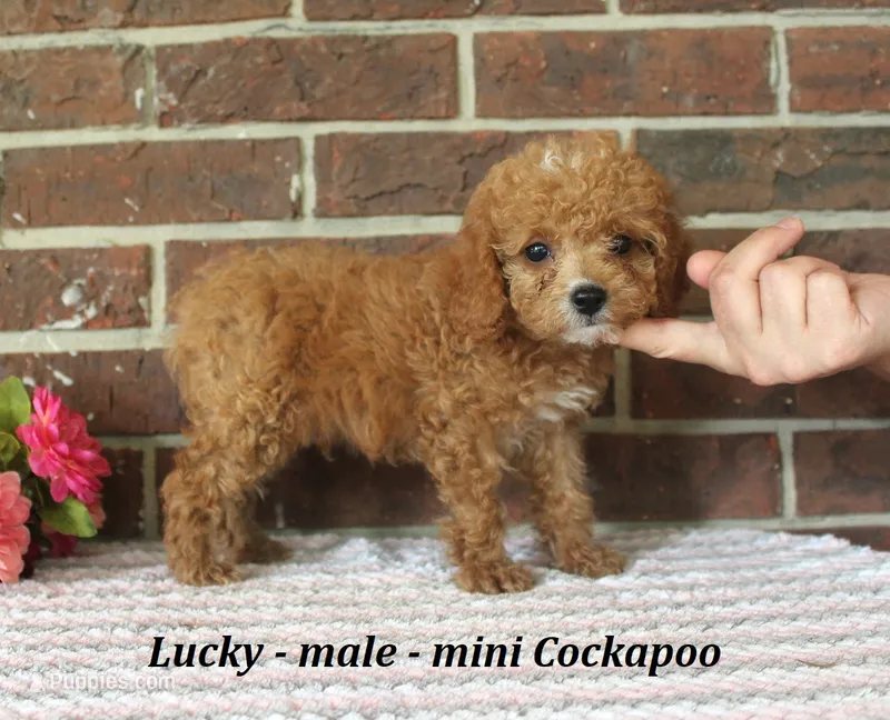 Lucky – Cockapoo puppy for sale in Clarkrange, TN