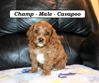 Champ, a male Cavapoo for sale in Clarkrange, TN – Photo 3 of 7
