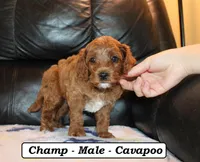 Champ, a male Cavapoo for sale in Clarkrange, TN – Photo 5 of 7