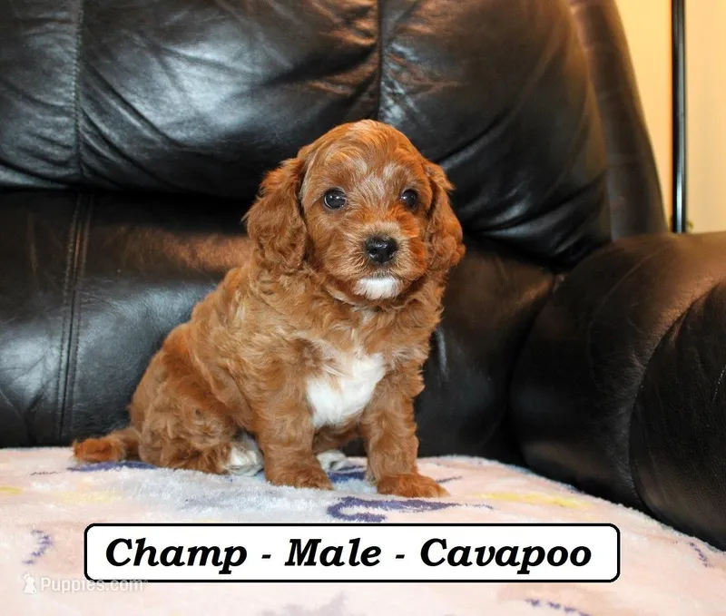 Champ – Cavapoo puppy for sale in Clarkrange, TN