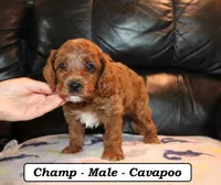 Champ, a male Cavapoo for sale in Clarkrange, TN – Photo 4 of 7