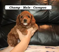 Champ, a male Cavapoo for sale in Clarkrange, TN – Photo 2 of 7