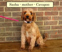 Champ, a male Cavapoo for sale in Clarkrange, TN – Photo 6 of 7