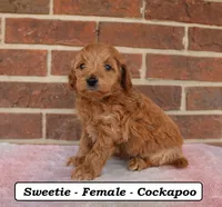 Sweetie, a female Cockapoo for sale in Clarkrange, TN – Photo 1 of 8