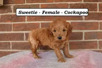 Sweetie, a female Cockapoo for sale in Clarkrange, TN – Photo 5 of 8
