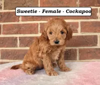 Sweetie, a female Cockapoo for sale in Clarkrange, TN – Photo 6 of 8